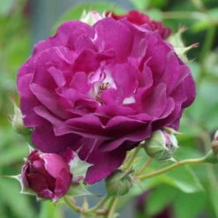 Kletterrose 'Rosengarten Zweibrücken®', Purpur-violett, Topf 6 Liter -Die grüne Ecke 0460600371 Rosengarten Zweibruecken RGB 6055