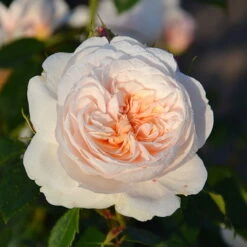 Kletterrose 'Sabrina®', Creme-weiss, Mitte Aprikot, Topf 6 Liter -Die grüne Ecke 0460600372 Kletterrose Sabrina RGB 2 6268