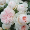 Kletterrose 'Sabrina®', Creme-weiss, Mitte Aprikot, Topf 6 Liter -Die grüne Ecke 0460600372 Kletterrose Sabrina RGB 6270