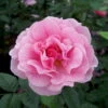 Kletterrose 'Camelot®', Rosa Mit Pinkfarbener Zeichnung, Topf 6 Liter