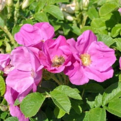 Rosarote Kartoffelrose 'Rubra', 3er-Set, Höhe 40-60 Cm, Topf 4,6 Liter -Die grüne Ecke 0460700185 Strandrose ROT 3er Set 3 99154