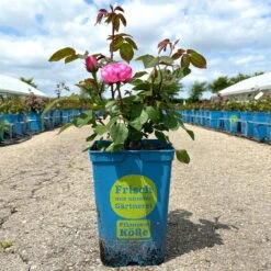 Englische Rose 'Gertrude Jekyll' (Ausbord) David Austin, Rosa, Topf 6 Liter -Die grüne Ecke 0460750328 Gertrude Jekyll Englische Rose rosa 14 126489