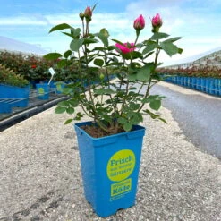 Englische Rose 'Gertrude Jekyll' (Ausbord) David Austin, Rosa, Topf 6 Liter -Die grüne Ecke 0460750328 Gertrude Jekyll Englische Rose rosa 16 126496