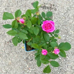 Englische Rose 'Gertrude Jekyll' (Ausbord) David Austin, Rosa, Topf 6 Liter -Die grüne Ecke 0460750328 Gertrude Jekyll Englische Rose rosa 2 126488