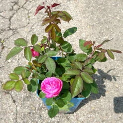 Englische Rose 'Gertrude Jekyll' (Ausbord) David Austin, Rosa, Topf 6 Liter -Die grüne Ecke 0460750328 Gertrude Jekyll Englische Rose rosa 9 126491