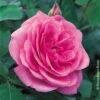 Englische Rose 'Gertrude Jekyll' (Ausbord), Rosa, Topf 6 Liter, 4er Set -Die grüne Ecke 0460750328 Englische Rose Gertrude Jekyll RGB Copyright NEU 01 42120 3