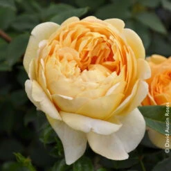 Englische Rose 'Golden Celebration' (Ausgold), Goldgelb, Topf 6 Liter -Die grüne Ecke 0460750329 Englische Rose Golden Celebration RGB Copyright NEU 01 42122