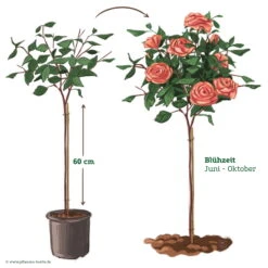 Stammrose 'Augusta Luise®', Edelrose, Stammhöhe 60cm Im 7,5 Liter Topf -Die grüne Ecke 046080 Rosenstamm apricot rosa 122132 1