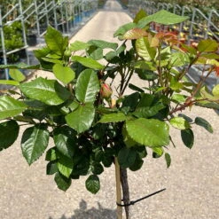 Stammrose 'Augusta Luise®', Edelrose, Stammhöhe 60cm Im 7,5 Liter Topf -Die grüne Ecke 0460800298 Augusta Luise Halbstamm pfirsichfarben 1 126500