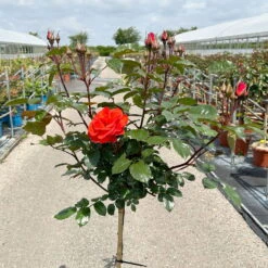 Stammrose 'Westpoint'®, Beetrose, Stammhöhe 60cm Im 7,5 Liter Topf -Die grüne Ecke 0460800666 Westpoint Halbstamm blutorange 1 126516