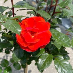 Stammrose 'Westpoint'®, Beetrose, Stammhöhe 60cm Im 7,5 Liter Topf -Die grüne Ecke 0460800666 Westpoint Halbstamm blutorange 2 126515