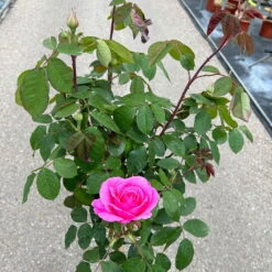 Stammrose 'Gertrude Jekyll' (Ausbord), Englische Rose, Stamm 60cm 7,5 Lt. Topf -Die grüne Ecke 0460800668 Gertrude Jekyll Halbstamm 5 126518