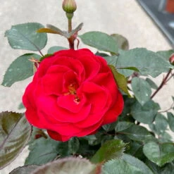 Stammrose 'Kompass'®, Beetrose, Rot, Stammhöhe 60 Cm Im 7,5 Liter Topf -Die grüne Ecke 0460800735 Kompass Halbstamm rot 2 126522