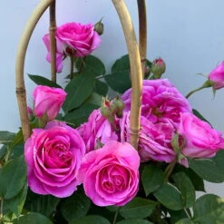 Englische Rose 'Gertrude Jekyll' (Ausbord), Rosa, Doppelbogen, Topf 10 Liter -Die grüne Ecke 0460850639 rose gertrude jekyll premium doppelbogen 10 124612