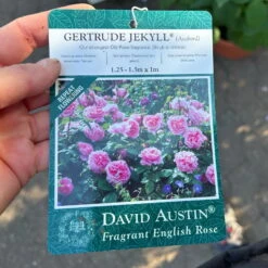 Englische Rose 'Gertrude Jekyll' (Ausbord), Rosa, Doppelbogen, Topf 10 Liter -Die grüne Ecke 0460850639 rose gertrude jekyll premium doppelbogen 13 124614