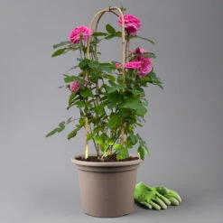 Englische Rose 'Gertrude Jekyll' (Ausbord), Rosa, Doppelbogen, Topf 10 Liter -Die grüne Ecke 0460850639 rose gertrude jekyll premium doppelbogen 1 125104