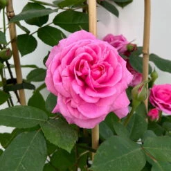 Englische Rose 'Gertrude Jekyll' (Ausbord), Rosa, Doppelbogen, Topf 10 Liter -Die grüne Ecke 0460850639 rose gertrude jekyll premium doppelbogen 3 124613
