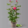 Duftende Edelrose 'Kölle's Rosensymphonie'®, Pink, Doppelbogen, Topf 7,5 Liter