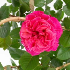 Duftende Edelrose 'Kölle's Rosensymphonie'®, Pink, Doppelbogen, Topf 7,5 Liter -Die grüne Ecke 0460851080 koelles rosensymphonie 2 124811