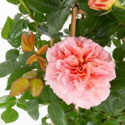 Duftende Edelrose 'Augusta Luise®', Rose-aprikot, Doppelbogen, Topf 7,5 Liter -Die grüne Ecke 0460851103 augusta luise 2 124802