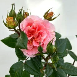 Duftende Edelrose 'Augusta Luise®', Rose-aprikot, Doppelbogen, Topf 7,5 Liter -Die grüne Ecke 0460851103 rose augusta luise premium doppelbogen 5 124627