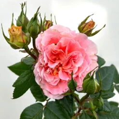 Duftende Edelrose 'Augusta Luise®', Rose-aprikot, Doppelbogen, Topf 7,5 Liter -Die grüne Ecke 0460851103 rose augusta luise premium doppelbogen 6 124626