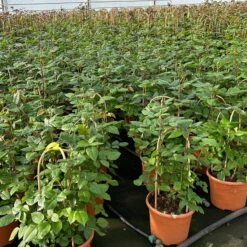 Duftende Edelrose 'Augusta Luise®', Rose-aprikot, Doppelbogen, Topf 7,5 Liter -Die grüne Ecke 0460851103 rose augusta luise premium doppelbogen 8 124625