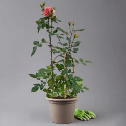 Duftende Edelrose 'Augusta Luise®', Rose-aprikot, Doppelbogen, Topf 7,5 Liter -Die grüne Ecke 0460851103 rose augusta luise premium doppelbogen t 125116