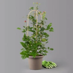 Duftende Edelrose 'Comeback'®, Rosa Bis Hellrosa, Doppelbogen, Topf 7,5 Liter -Die grüne Ecke 0460851104 comeback 1 125117