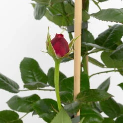 Duftende Edelrose 'Comeback'®, Rosa Bis Hellrosa, Doppelbogen, Topf 7,5 Liter -Die grüne Ecke 0460851104 comeback 2 124801