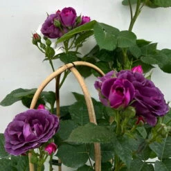 Duftende Beetrose 'Minerva®', Violett, Doppelbogen, Topf 10 Liter -Die grüne Ecke 0460851125 rose minerva premium doppelbogen 5 124628