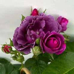 Duftende Beetrose 'Minerva®', Violett, Doppelbogen, Topf 10 Liter -Die grüne Ecke 0460851125 rose minerva premium doppelbogen 6 124631