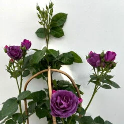 Duftende Beetrose 'Minerva®', Violett, Doppelbogen, Topf 10 Liter -Die grüne Ecke 0460851125 rose minerva premium doppelbogen 7 124630