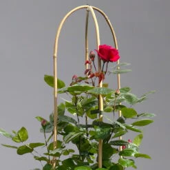 Beetrose 'Kompass'®, Rot, Doppelbogen, Topf 10 Liter -Die grüne Ecke 0460851126 beetrose kompass doppelbogen 1 124101