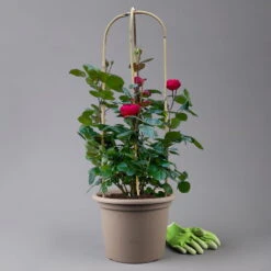 Beetrose 'Kompass'®, Rot, Doppelbogen, Topf 10 Liter -Die grüne Ecke 0460851126 rose kompass premium doppelbogen 3 125119