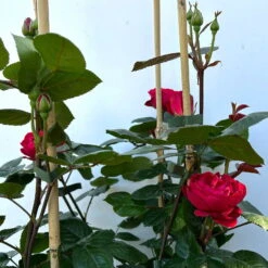 Beetrose 'Kompass'®, Rot, Doppelbogen, Topf 10 Liter -Die grüne Ecke 0460851126 rose kompass premium doppelbogen 5 124634