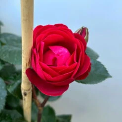 Beetrose 'Kompass'®, Rot, Doppelbogen, Topf 10 Liter -Die grüne Ecke 0460851126 rose kompass premium doppelbogen 6 124633