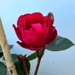 Beetrose 'Kompass'®, Rot, Doppelbogen, Topf 10 Liter -Die grüne Ecke 0460851126 rose kompass premium doppelbogen 7 124632