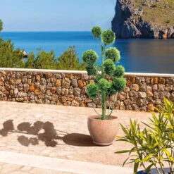 Gelbe Baumzypresse, Pompon, Höhe 150-175 Cm, Topf 35 Liter