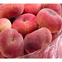 Kölle Bio 'Tellerpfirsich', Höhe 125-150cm, Im 10 Lt. Topf