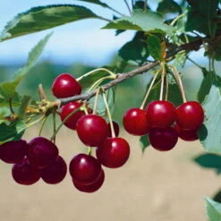 Kölle Bio Sauerkirsche 'Safir'Ⓢ, (wurzelecht), Im Topf 10 Liter