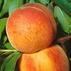 Kölle Bio Zwergpfirsich 'Amber'® Pix ZeeⓈ, Topf 7,5 Liter -Die grüne Ecke 0480670029 KB Zwergpfirsich Amber Co 7 5l 49535