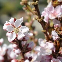 Kölle Bio Zwergpfirsich 'Amber'® Pix ZeeⓈ, Topf 7,5 Liter -Die grüne Ecke 0480670029 Zwergpfirsich Amber Bluete Co 7 5l 49709