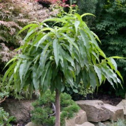 Kölle Bio Zwergpfirsich 'Diamond'® ZaipeviⓈ, Topf 7,5 Liter -Die grüne Ecke 0480670030 KB Zwergpfirsich Diamond Co 7 5l 49536