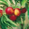 Kölle Bio Zwergnektarine 'Rubis'® Necta ZeeⓈ, Topf 7,5 Liter -Die grüne Ecke 0480670031 K.B. Zwergnektarine Rubis Necta Zee 7 7 5lt 2 53313