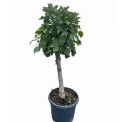 Kölle Bio Zwergsauerkirsche 'Cinderella®', Topf 7,5 Liter -Die grüne Ecke 0480670076 KB Zwergsauerkirsche Cinderella 6 115657