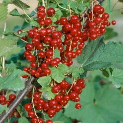 Johannisbeeren 'Rot/Schwarz', 4er-Set, Topf Je 2 Liter -Die grüne Ecke 0480850430 Johannisbeeren Set ROT SCHWARZ 4er Set1 76461