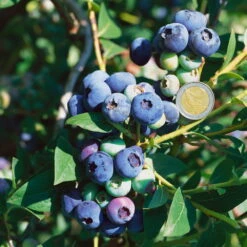 Heidelbeeren 'Darrow', 4er-Set, Höhe Ca. 35 Cm, Topf 2 Liter