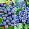 Heidelbeeren 'Frühe Ernte', 4er-Set, Topf Je 2 Liter -Die grüne Ecke 0480890240 Heidelbeeren Duke luecrop frueh mittel Set 89544