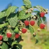 Herbsthimbeeren, 'Blissy® Autumn Bliss', 4er-Set, Topf Je 2 Liter -Die grüne Ecke 0480900181 Herbst Himbeere Autumn Bliss 4er Set Co1 69313